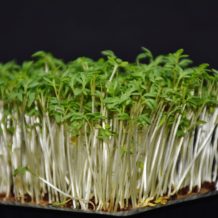 Graine de cresson : les bienfaits des graines de cresson pour notre corps